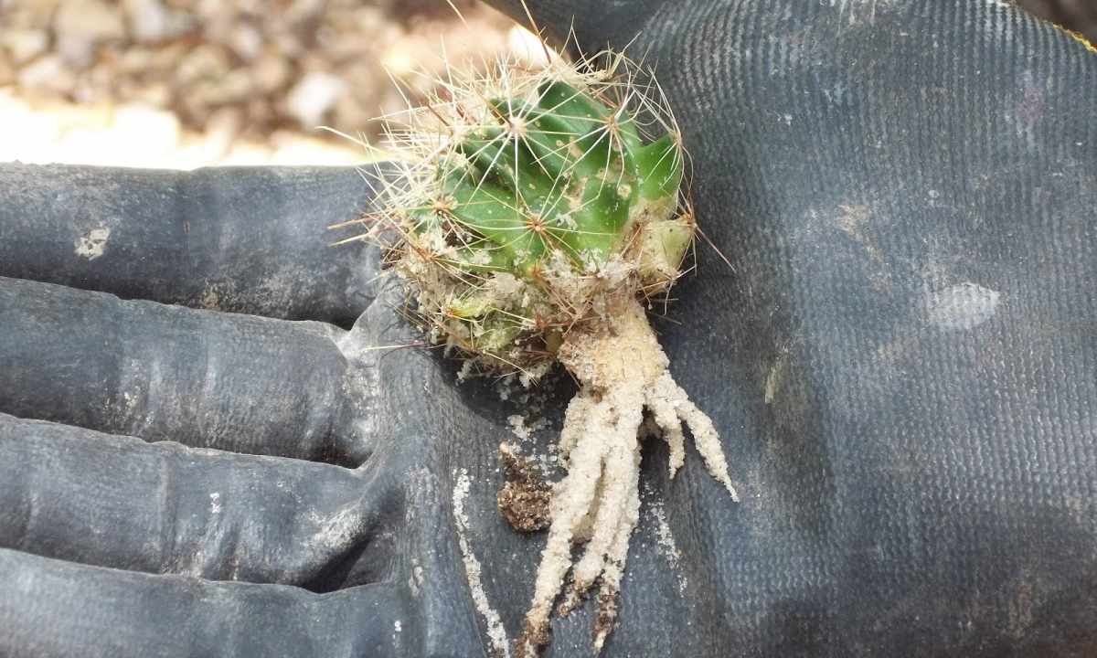 How to cut off cactus